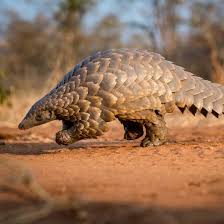 imagen de un armadillo